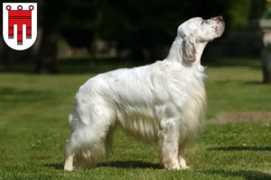 Read more about the article English Setter breeders and puppies in Vorarlberg