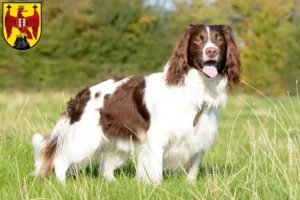 Read more about the article English Springer Spaniel breeders and puppies in Burgenland