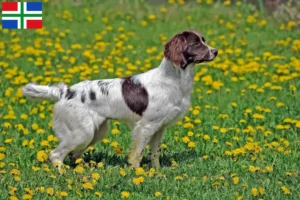 Read more about the article English Springer Spaniel breeders and puppies in Groningen