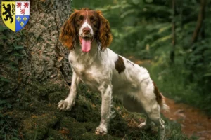 Read more about the article English Springer Spaniel breeders and puppies in Hauts-de-France