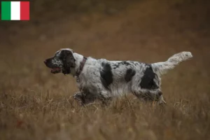 Read more about the article English Springer Spaniel breeders and puppies in Italy