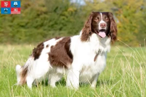 Read more about the article English Springer Spaniel breeder and puppies in Karlsbad