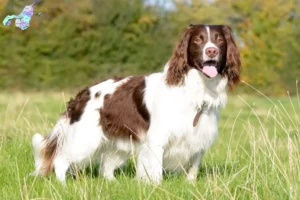 Read more about the article English Springer Spaniel breeders and puppies in Nordjylland