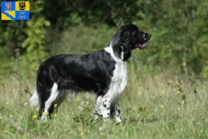 Read more about the article English Springer Spaniel breeder and puppies in Olomouc