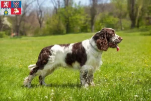 Read more about the article English Springer Spaniel breeder and puppies in Pardubice