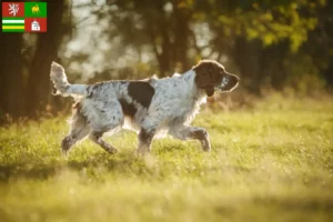 Read more about the article English Springer Spaniel breeder and puppies in Pilsen