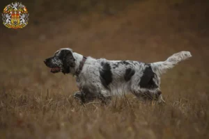 Read more about the article English Springer Spaniel breeders and puppies in Prague