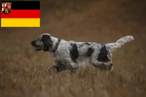 Read more about the article English Springer Spaniel breeders and puppies in Rhineland-Palatinate