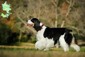 Read more about the article English Springer Spaniel breeders and puppies in Sjælland