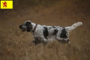 Read more about the article English Springer Spaniel breeders and puppies in South Holland