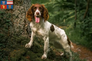 Read more about the article English Springer Spaniel breeders and puppies in South Moravia