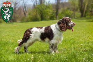 Read more about the article English Springer Spaniel breeders and puppies in Styria