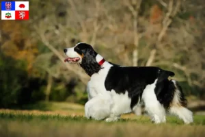 Read more about the article English Springer Spaniel breeder and puppies in Vysočina