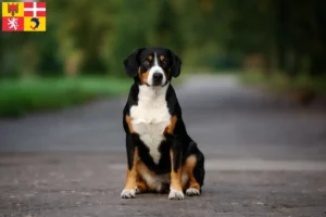 Read more about the article Entlebuch Mountain Dog breeders and puppies in Auvergne-Rhône-Alpes