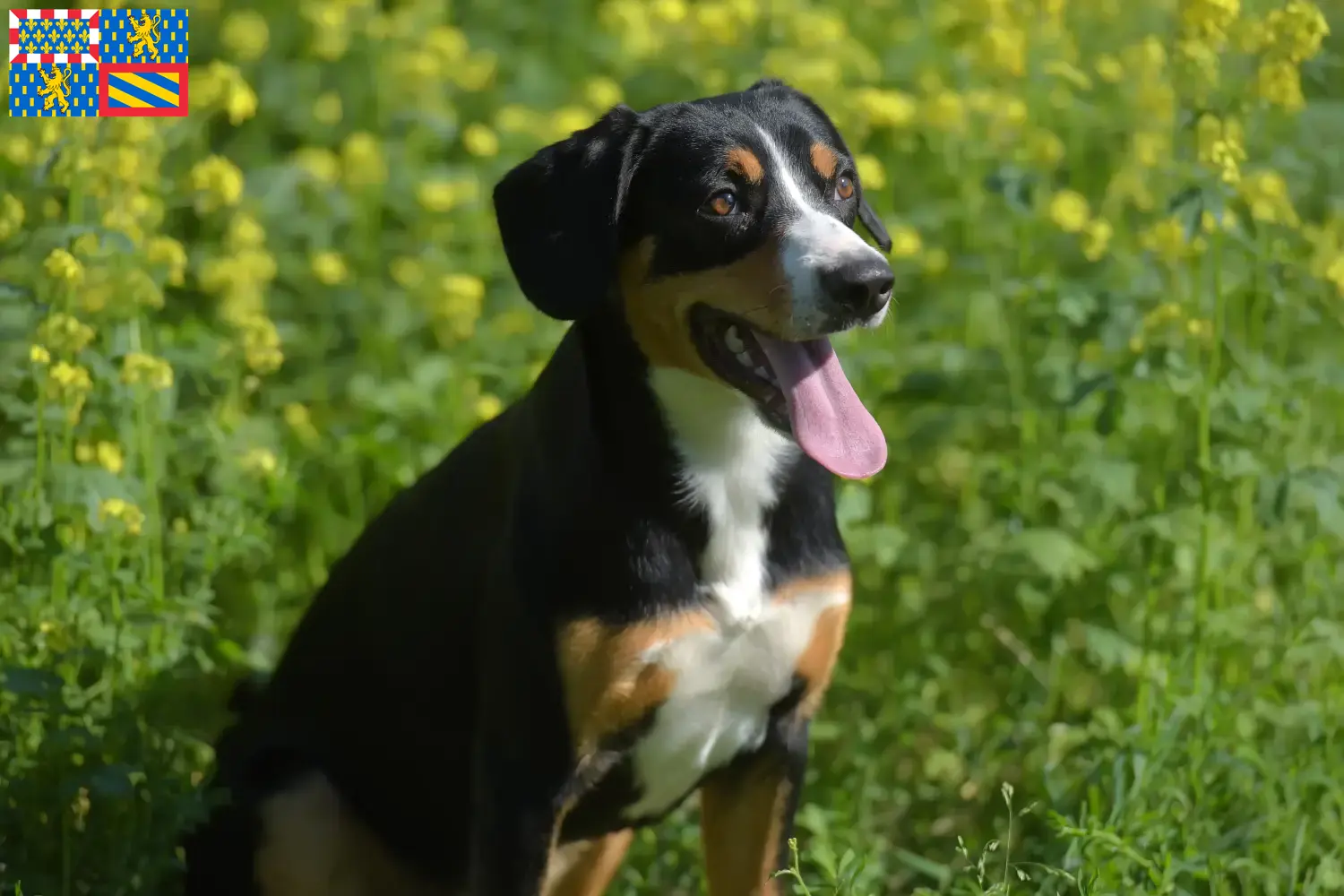 Read more about the article Entlebuch Mountain Dog breeders and puppies in Bourgogne-Franche-Comté