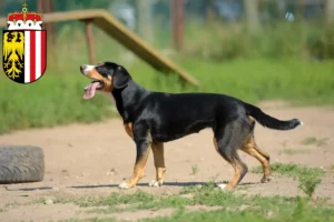 Read more about the article Entlebuch Mountain Dog Breeder and Puppies in Upper Austria