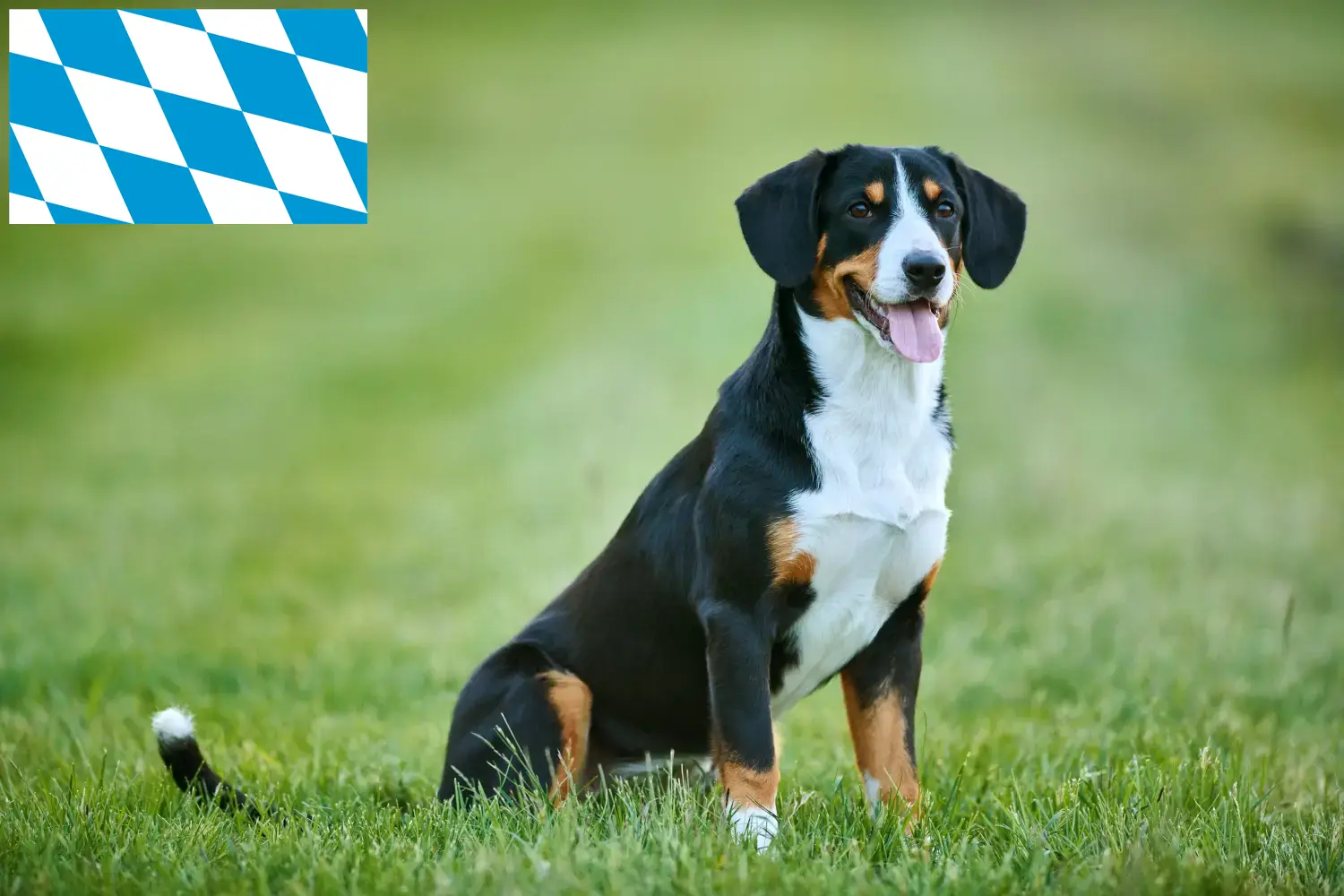 Read more about the article Entlebuch Mountain Dog Breeder and Puppies in Bavaria