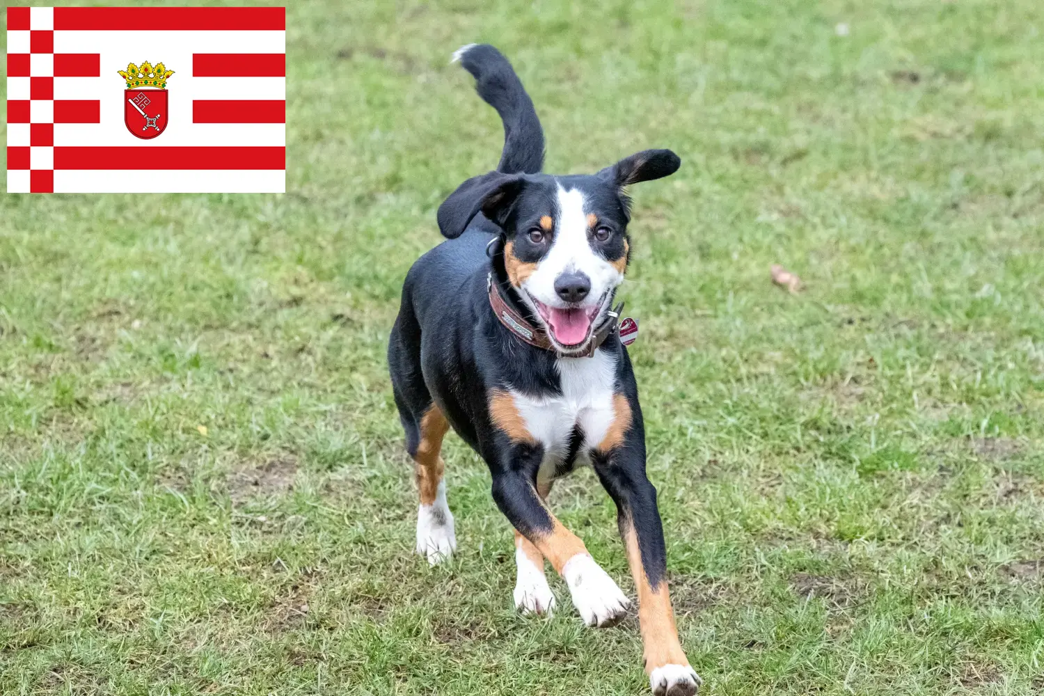 Read more about the article Entlebucher Mountain Dog Breeder and Puppies in Bremen