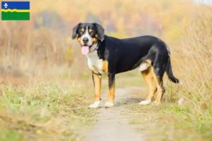 Read more about the article Entlebuch Mountain Dog breeders and puppies in Flevoland