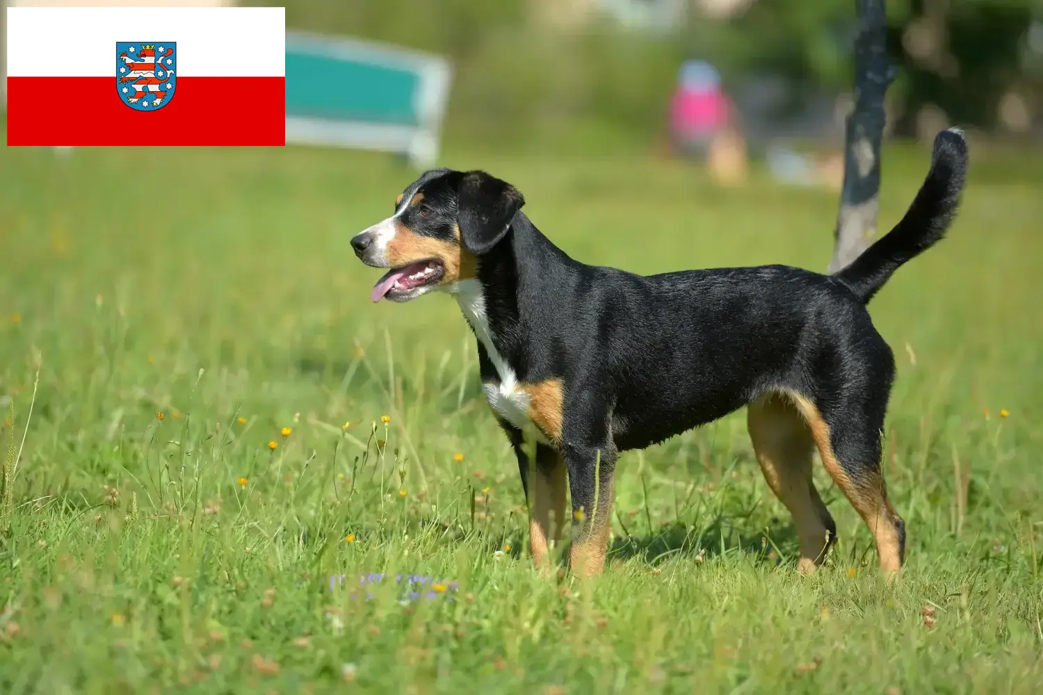 Read more about the article Entlebucher Mountain Dog Breeder and Puppies in Thuringia