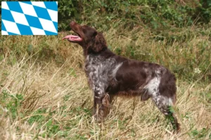 Read more about the article Epagneul Breton breeders and puppies in Bavaria