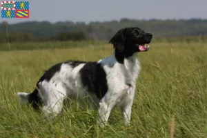 Read more about the article Epagneul Breton breeders and puppies in Bourgogne-Franche-Comté