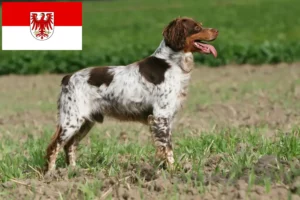 Read more about the article Epagneul Breton breeders and puppies in Brandenburg