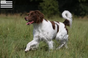 Read more about the article Epagneul Breton breeders and puppies in Brittany