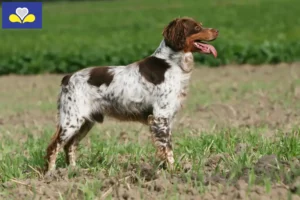 Read more about the article Epagneul Breton breeders and puppies in Brussels-Capital Region