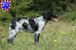 Read more about the article Epagneul Breton breeders and puppies in Centre-Val de Loire