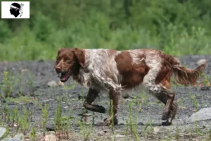 Read more about the article Epagneul Breton breeders and puppies in Corsica