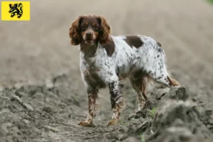 Read more about the article Epagneul Breton breeders and puppies in Flanders