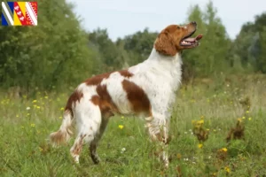 Read more about the article Epagneul Breton breeders and puppies in Grand Est