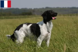 Read more about the article Epagneul Breton breeders and puppies in Guadeloupe