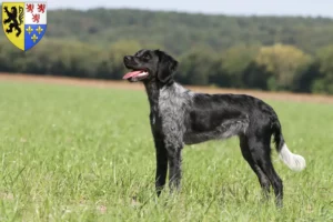 Read more about the article Epagneul Breton breeders and puppies in Hauts-de-France