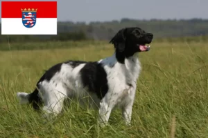 Read more about the article Epagneul Breton breeders and puppies in Hessen