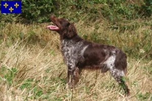 Read more about the article Epagneul Breton breeders and puppies in Île-de-France