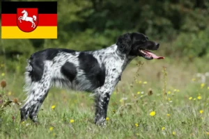 Read more about the article Epagneul Breton breeders and puppies in Lower Saxony