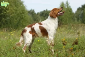 Read more about the article Epagneul Breton breeders and puppies in Midtjylland