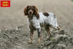 Read more about the article Epagneul Breton breeders and puppies in Normandy