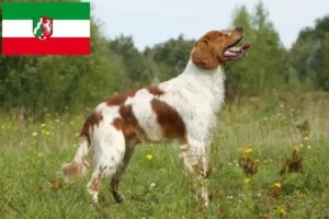 Read more about the article Epagneul Breton breeders and puppies in North Rhine-Westphalia