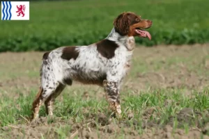 Read more about the article Epagneul Breton breeders and puppies in Nouvelle-Aquitaine