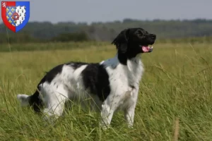 Read more about the article Epagneul Breton breeders and puppies in Pays de la Loire