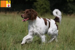 Read more about the article Epagneul Breton breeders and puppies in Provence-Alpes-Côte d’Azur