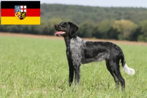 Read more about the article Epagneul Breton breeders and puppies in Saarland