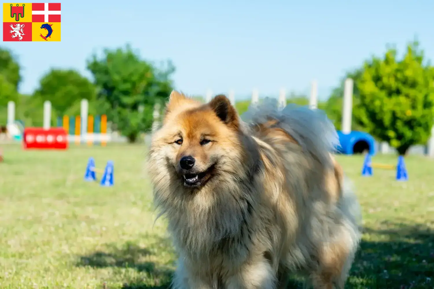 Read more about the article Eurasier breeders and puppies in Auvergne-Rhône-Alpes