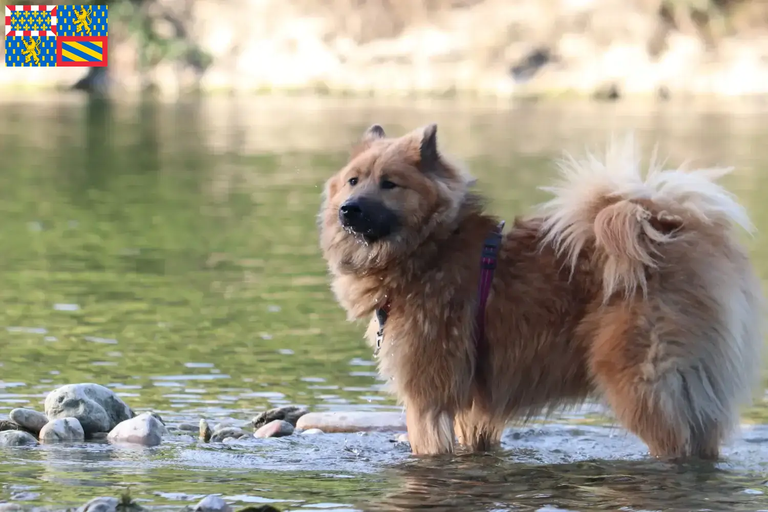 Read more about the article Eurasier breeders and puppies in Bourgogne-Franche-Comté