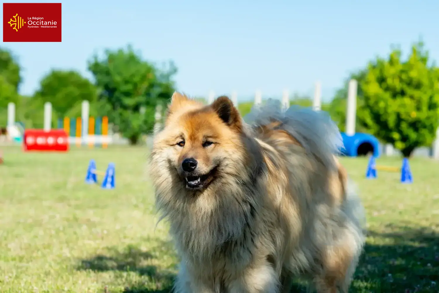 Read more about the article Eurasier breeders and puppies in Occitania