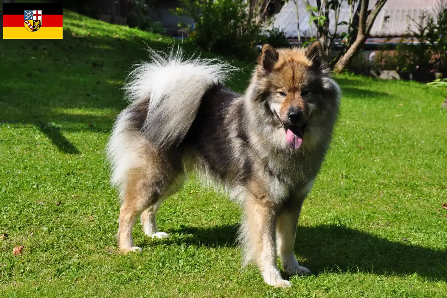 Read more about the article Eurasier breeders and puppies in Saarland