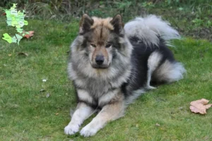 Read more about the article Eurasier breeders and puppies in Sjælland